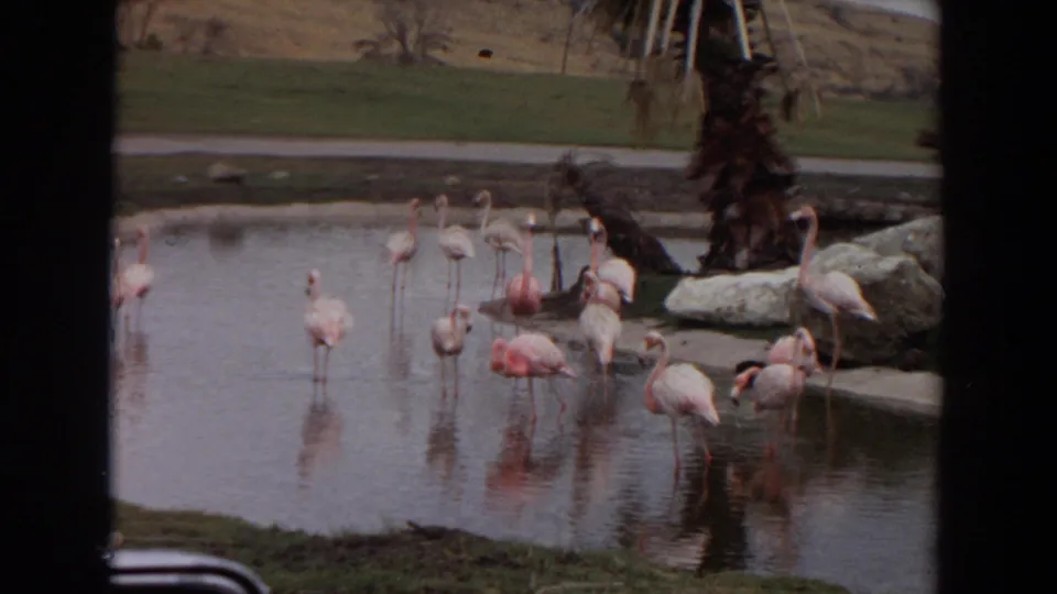 1974 Irvine, California 8mm view of a flamingo group in a landscaped zoo pond, partly framed by dark borders from the filming position.
