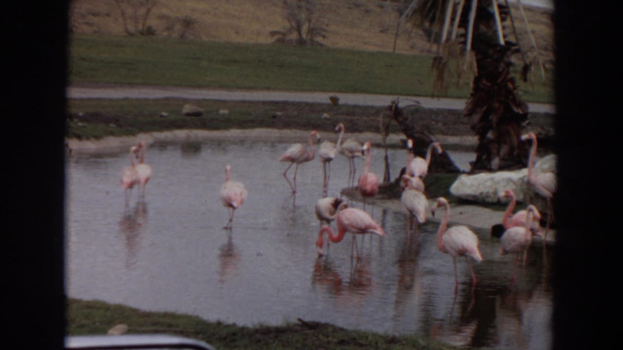 1974 Irvine zoo footage shows flamingos wading in a shallow lake, framed by dark foreground window edges.