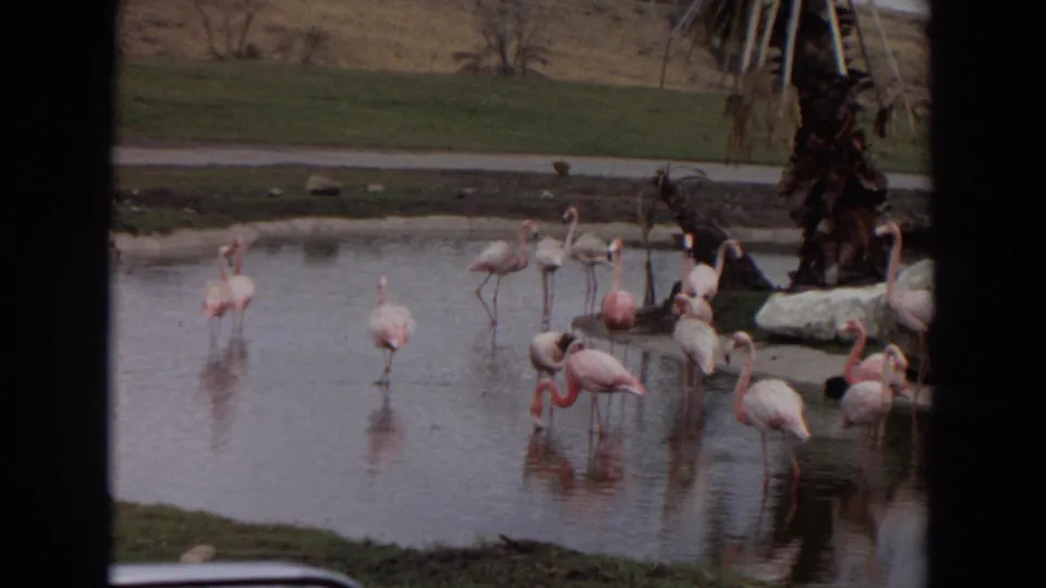 1974 Irvine zoo footage shows flamingos wading in a shallow lake, framed by dark foreground window edges.