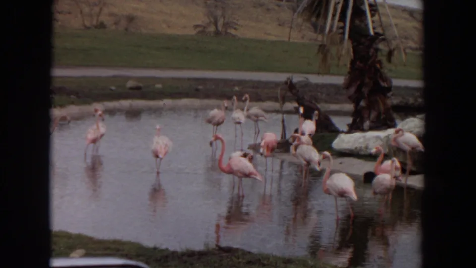 Flamingos stand, feed, and reflect in the water at an Irvine, California zoo lake in 1974.