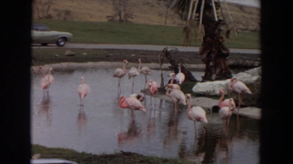 A green 1970s sedan begins to pass behind the flamingo lake in the Irvine zoo scene.