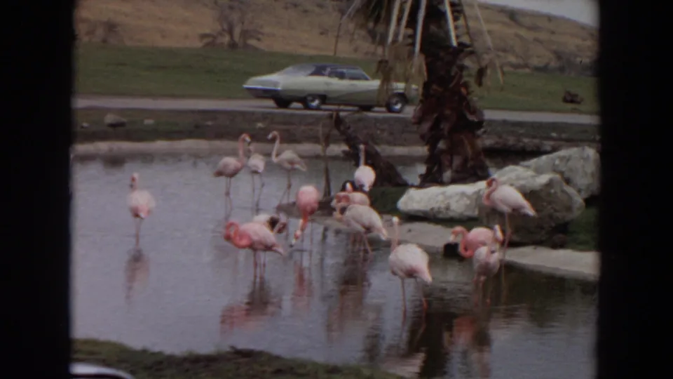 In this 1974 Irvine frame, a green sedan passes on the road behind flamingos in the zoo lake.