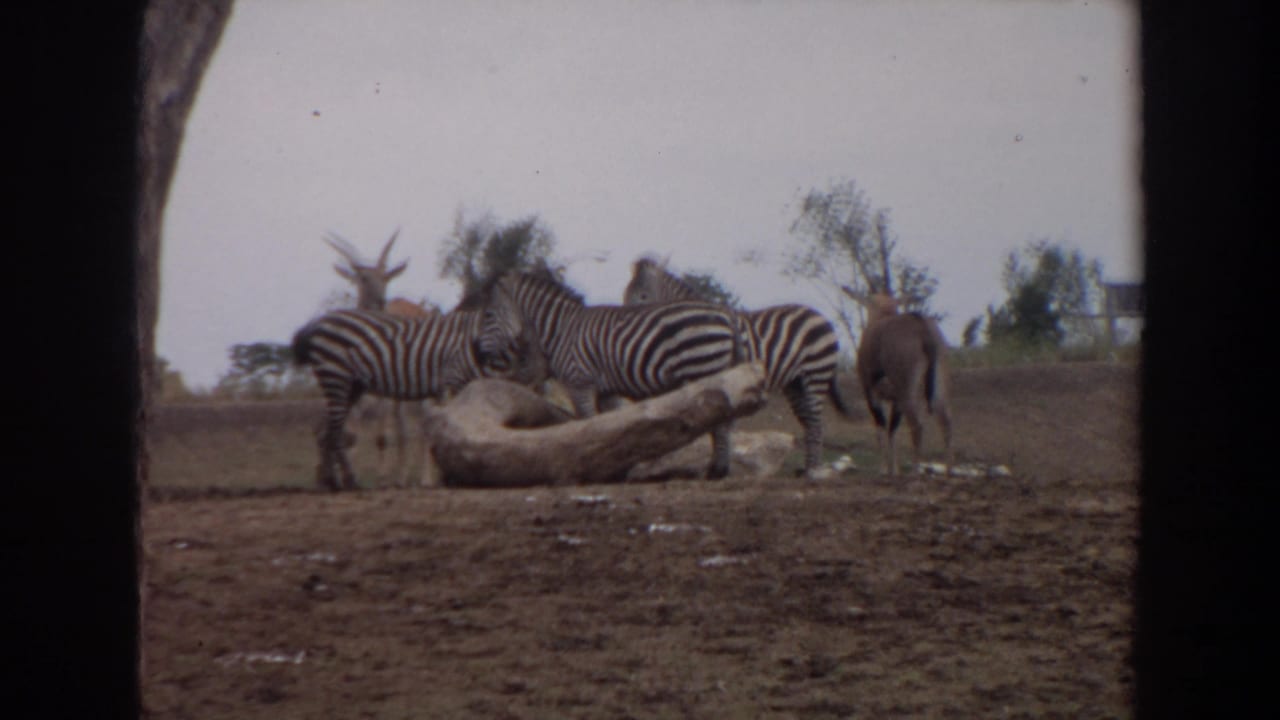 Zebras and horned animals stand around a large log in a dry enclosure.
