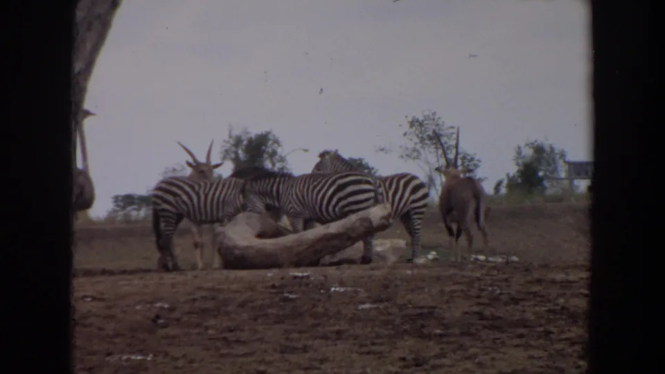 Zebras and antelope-like animals share a dry Irvine wildlife enclosure, seen through dark frame edges on 8mm film.