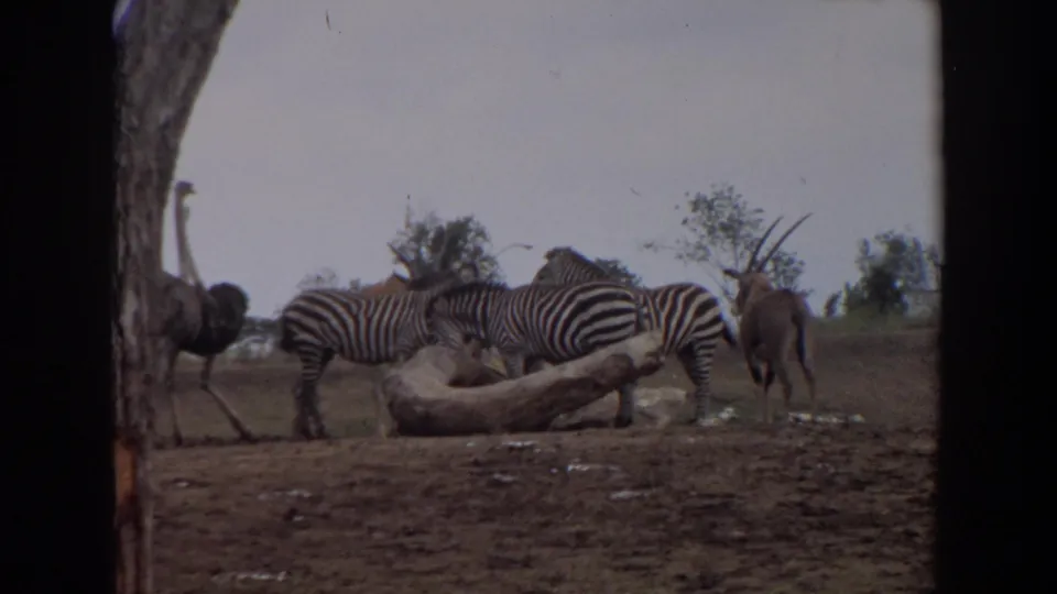 An ostrich enters the left side of a 1974 Irvine wildlife enclosure while zebras remain gathered near a fallen log.