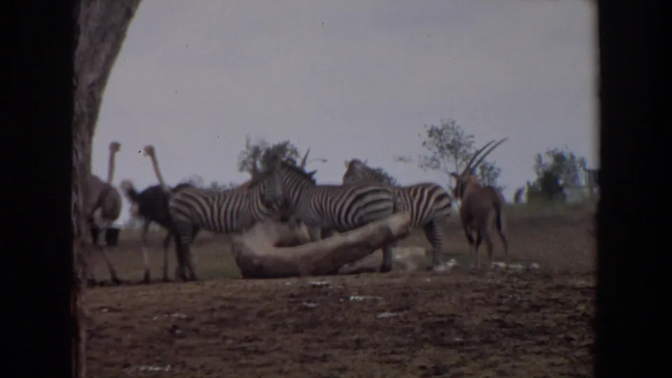 Two ostriches are visible with zebras and antelope-like animals in a dry 1974 Irvine wildlife enclosure.