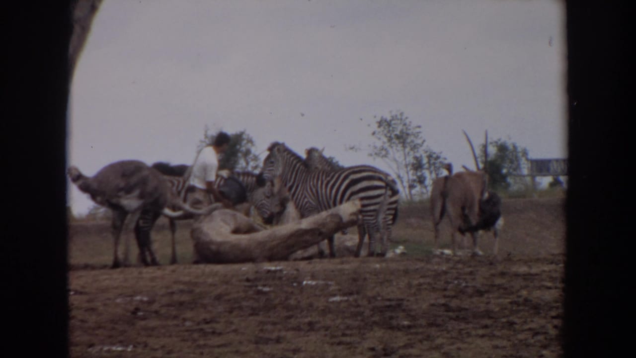 1974 Irvine zoo footage showing a man in a white shirt near zebras and ostriches around a fallen log in a sparse enclosure.