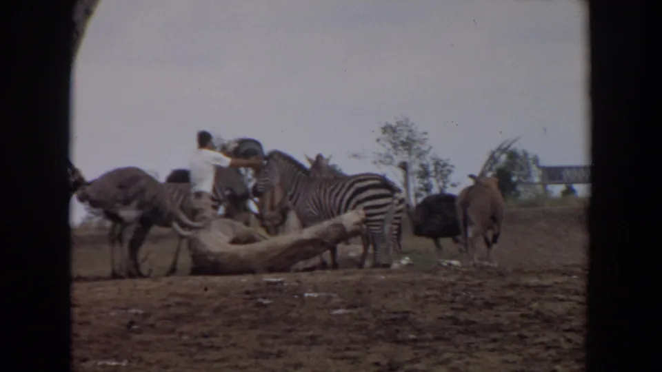 In the Irvine zoo enclosure, a man appears to feed animals while zebras, ostriches, and a hoofed animal cluster around him.
