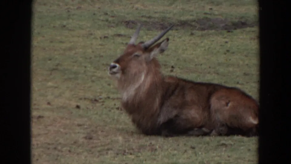A horned antelope-like animal rests on grass in the 1974 Irvine zoo footage, seen in soft 8mm color.