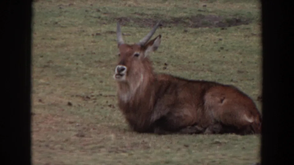 A horned antelope-like animal lies in a grassy zoo enclosure in Irvine, California, captured on 8mm film in 1974.