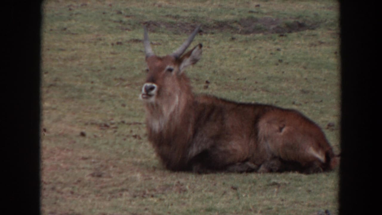1974 Irvine 8mm frame showing a horned waterbuck resting on grass with its head raised toward the camera.