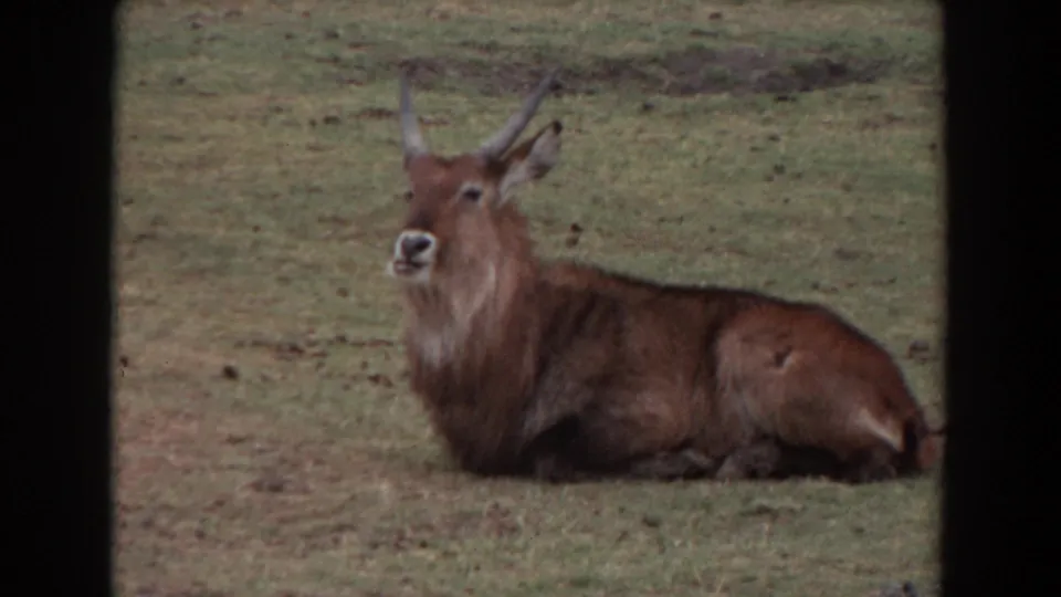 1974 Irvine 8mm frame showing a horned waterbuck resting on grass with its head raised toward the camera.