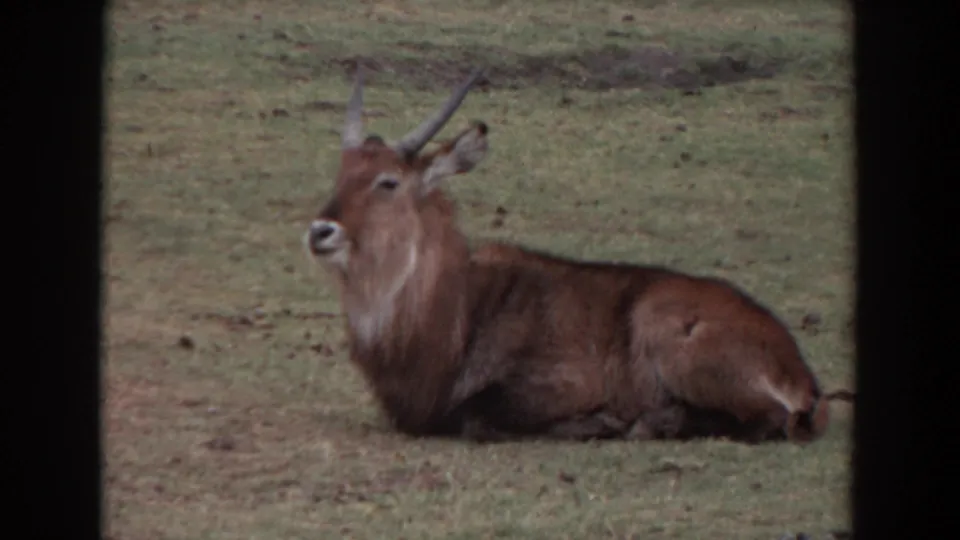 1974 Irvine 8mm frame of a waterbuck lying calmly in a field, its horns and pale muzzle visible in profile.