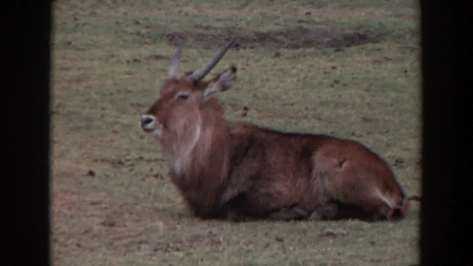 1974 Irvine 8mm frame showing the reclining waterbuck in a grassy enclosure or field, with a soft home-movie look.