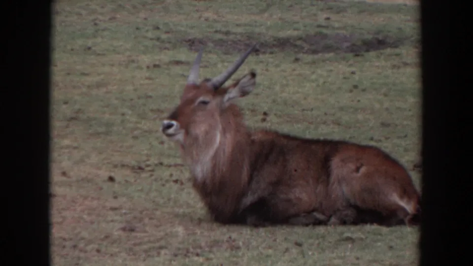 1974 Irvine 8mm frame of the horned waterbuck lying on a field, head angled left and body stretched along the grass.
