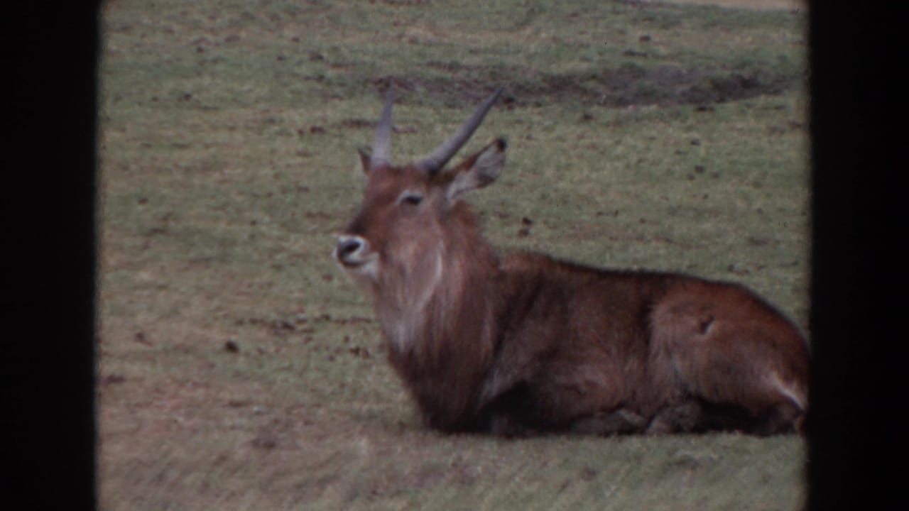 A waterbuck lies on a grassy field in metadata-supported 1974 Irvine, California 8mm footage.