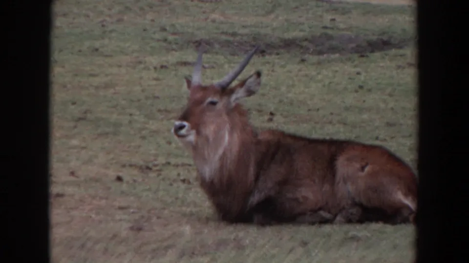 A waterbuck lies on a grassy field in metadata-supported 1974 Irvine, California 8mm footage.