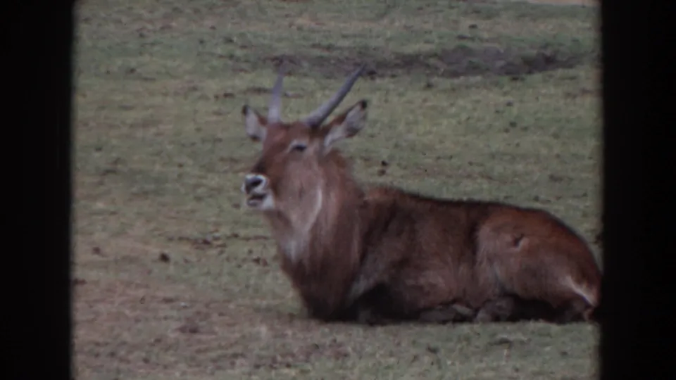 The waterbuck remains lying on the grass, its horns, ears, and pale muzzle visible in the 1974 Irvine home-movie frame.
