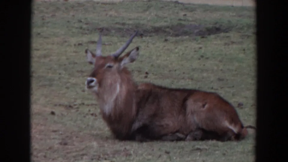A close 8mm view shows the waterbuck lying low in the grassy area, with its long horns and brown coat still clear.