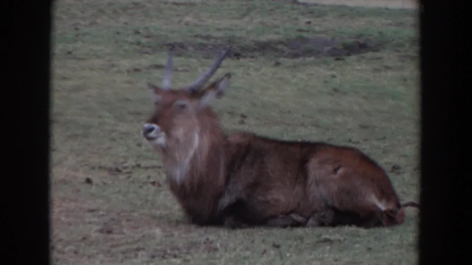 The final frame keeps the waterbuck centered-right, resting calmly on grass in the metadata-supported Irvine, California clip.