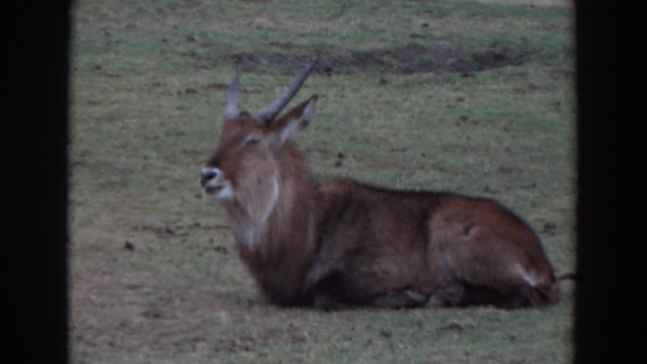 A red hartebeest-like antelope rests on grass in 1974 Irvine zoo footage, framed in soft Super 8 color.