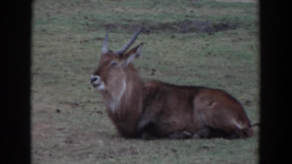 A red hartebeest-like antelope rests on grass in 1974 Irvine zoo footage, framed in soft Super 8 color.