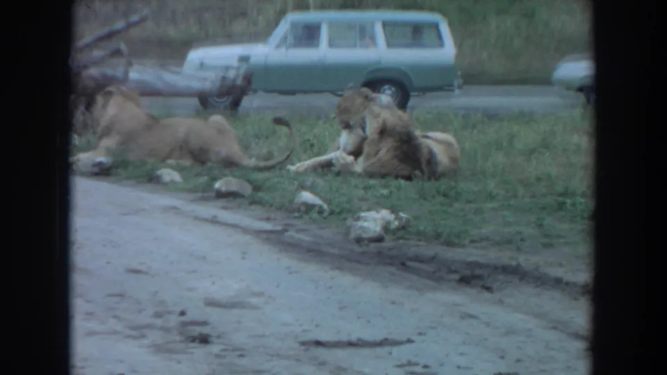 Three lions lie or sit beside a paved zoo roadway, with a pale green station wagon and visitors visible behind them.