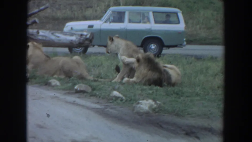 Several lions are grouped near a fallen log in the Irvine zoo setting, with a pale green station wagon visible in the background.