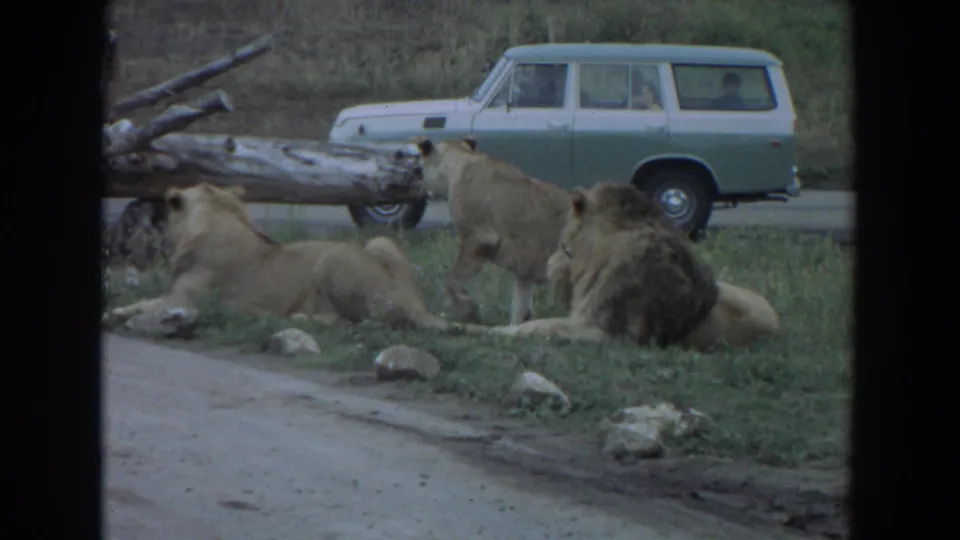 Three lions shift positions on the grass beside a zoo roadway, with visitors visible inside a pale green station wagon.