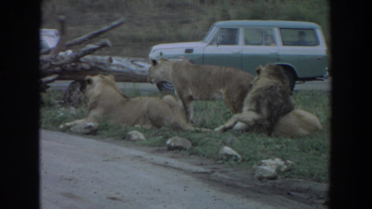 1974 Irvine, California 8mm frame showing several lions resting near a road while a green station wagon passes behind them.