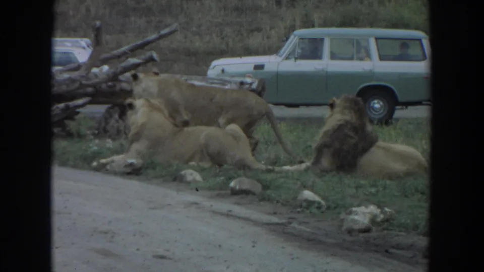 Several lions rest beside a paved drive-through road in Irvine, California, with a green station wagon and brush behind them.