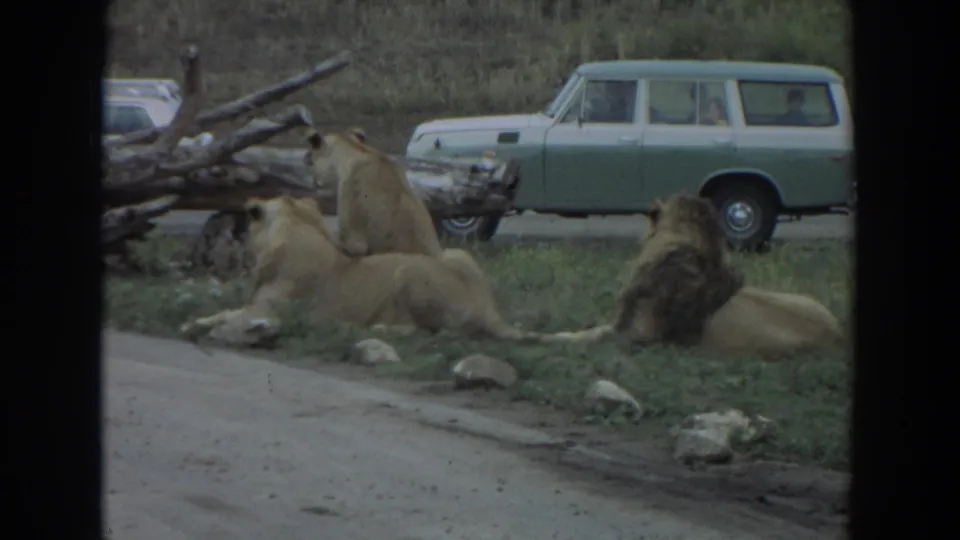 1970s home-movie frame of lions beside grass and a fallen log, with a green station wagon on the drive-through road behind them.