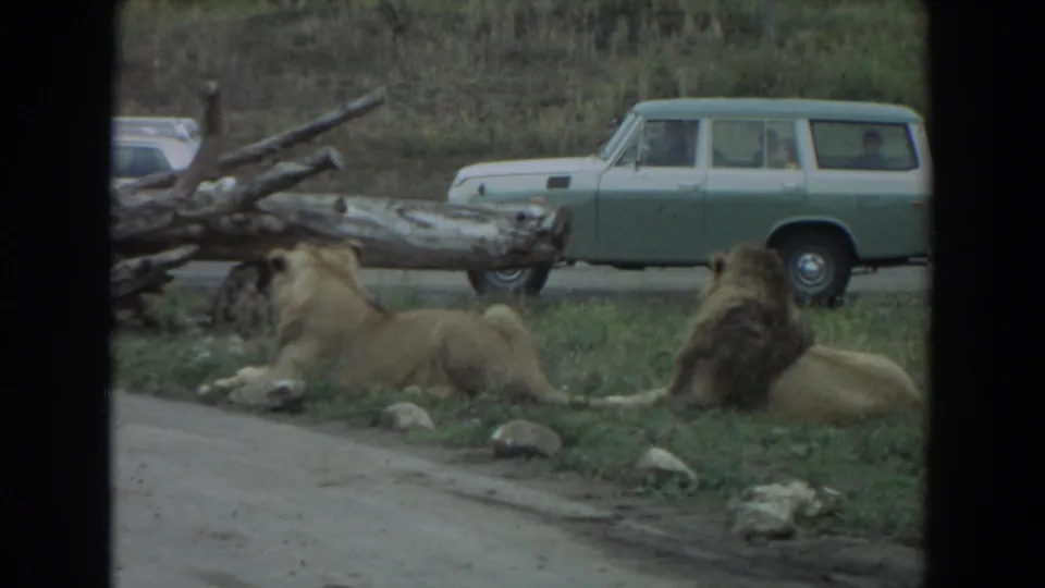 A maned lion and another lion rest on grass beside a road in the 1974 Irvine safari scene, with a green station wagon behind them.