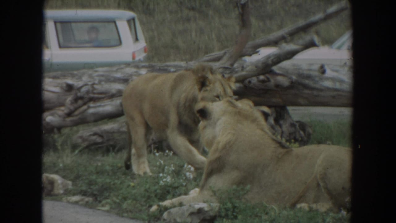 1974 Irvine 8mm frame showing two lionesses in grass beside fallen logs, with a white vehicle visible beyond the enclosure.