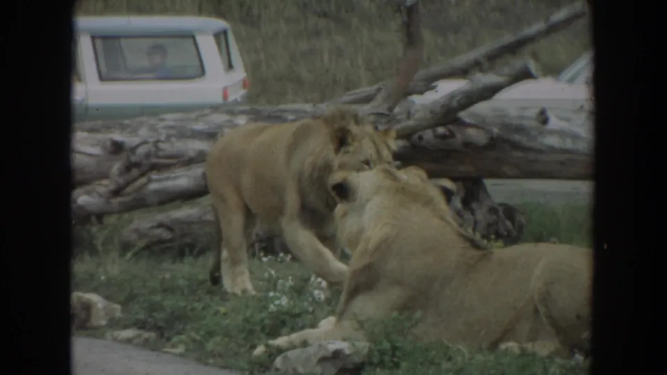 1974 Irvine 8mm frame showing two lionesses in grass beside fallen logs, with a white vehicle visible beyond the enclosure.