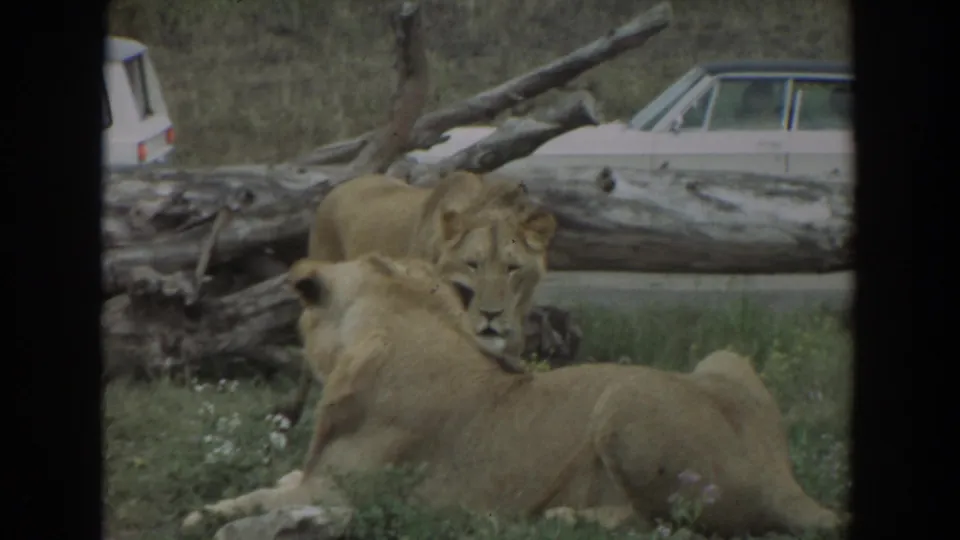 1974 Irvine 8mm frame with a standing lioness facing a reclining lioness near fallen wood, with a car in the background.