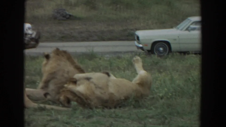 1974 Irvine 8mm frame showing two lionesses low in the grass with a pale period car on the road behind them.