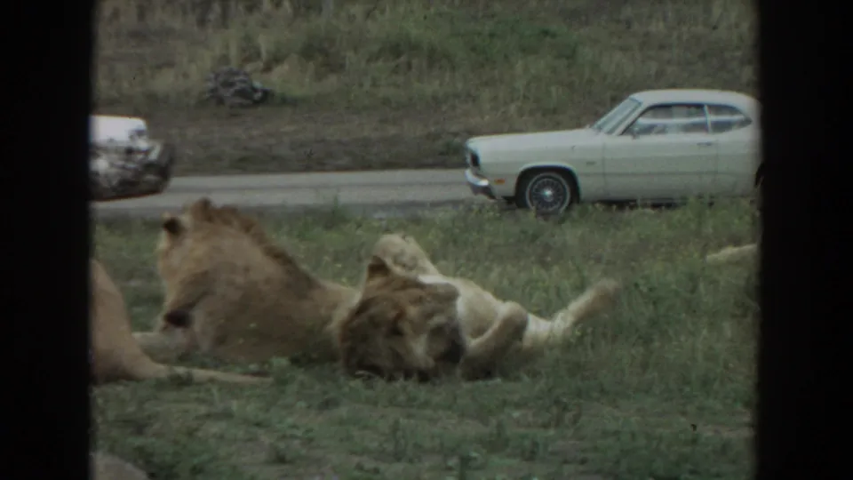 1974 Irvine 8mm frame of lionesses resting in a grassy wildlife-park enclosure, with a pale car in the background.
