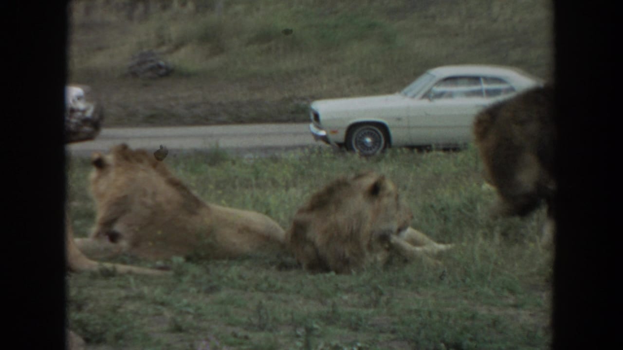 Lions resting in grass beside a road with a white vintage car in the background.
