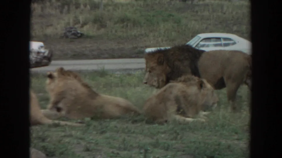 1974 Irvine, California frame of a maned lion standing among resting lions in grass near a road and white vintage car.