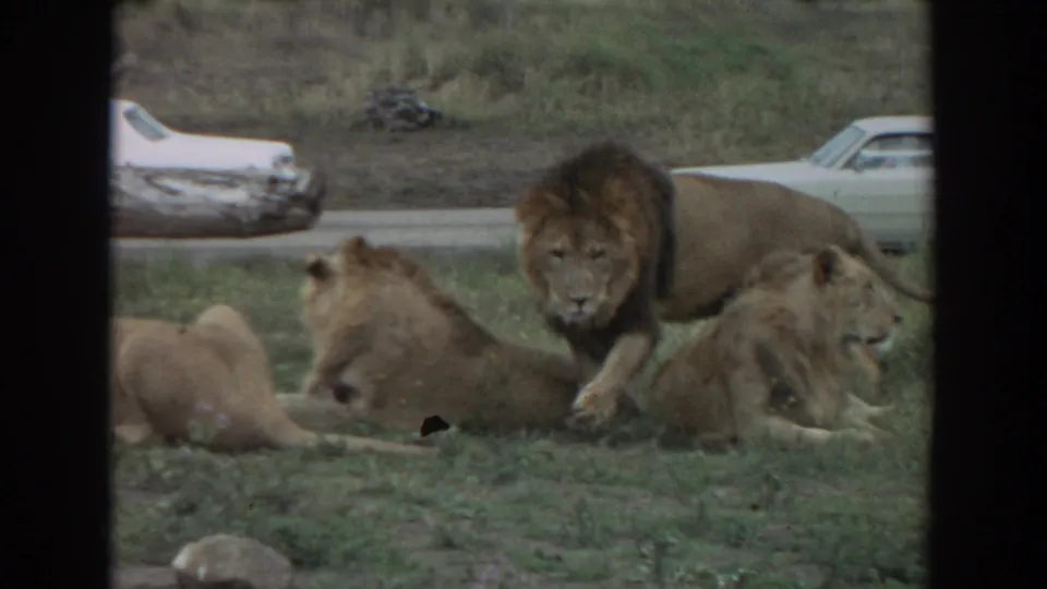 1974 Irvine, California frame with a maned lion facing the camera while other lions lie in grass near vintage cars.