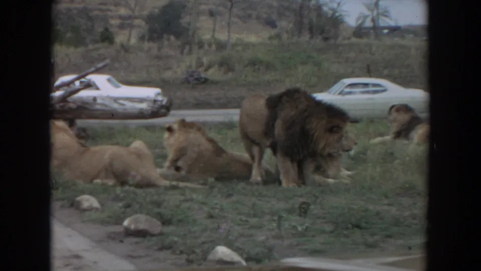 1974 Irvine, California home-movie frame showing lions in a grassy enclosure with vintage white cars along the road behind.
