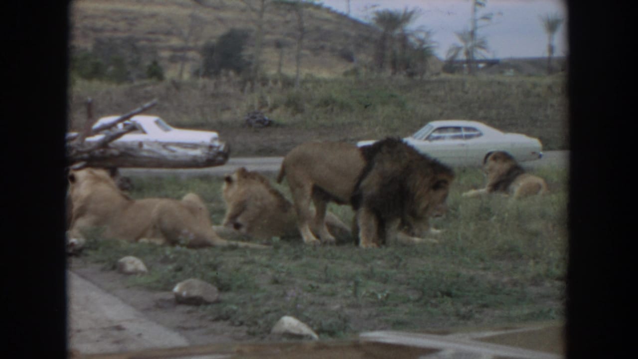 Lions resting in grass with a standing male lion and white cars beyond a roadside.