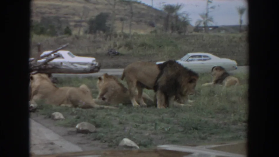 1974 Irvine, California 8mm frame showing several lions in a grassy enclosure, a standing dark-maned male lion, rocks, a road, and pale cars in the background.