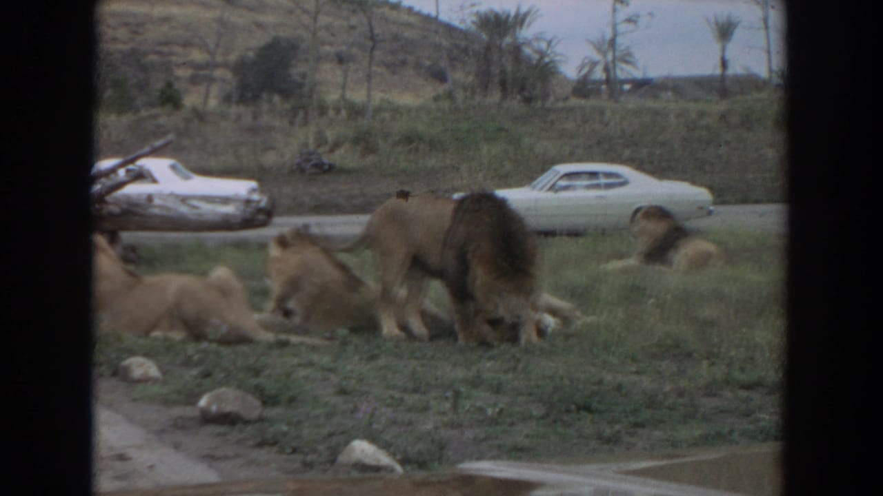 Male lion stands among resting lions with white cars and a hillside behind the enclosure.