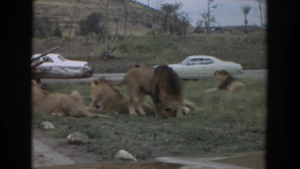 1974 Irvine, California frame with a male lion standing beside resting lions in grass, seen through dark frame borders with white 1970s cars, palms, and a hillside behind.