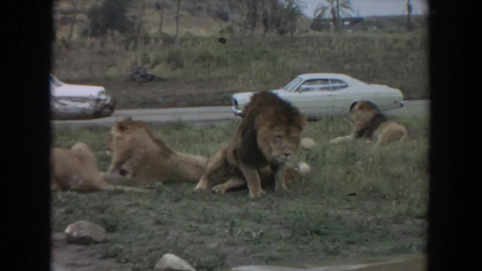 1974 Irvine, California 8mm frame showing a dark-maned male lion facing toward the camera, other lions lying in grass, rocks in the foreground, and pale cars along the road behind.