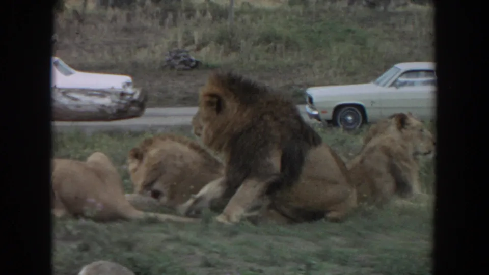 1974 Irvine, California frame showing a closer view of a seated dark-maned male lion with resting lions nearby, grassy ground, dark frame edges, and two pale cars on the road behind.