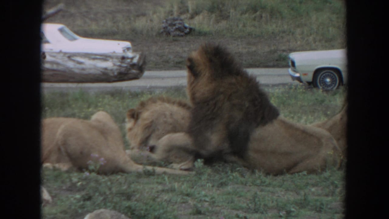 1974 Irvine-area home-movie frame showing a male lion and lionesses resting in grass beside a road with period cars beyond.