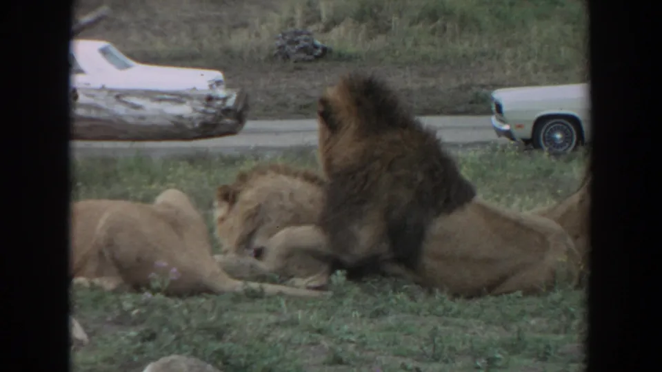 1974 Irvine-area home-movie frame showing a male lion and lionesses resting in grass beside a road with period cars beyond.